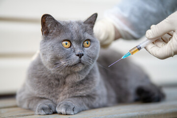 Close-up of hands holding a syringe and a cat, demonstrating vaccination and medical treatment of pets, emphasizing animal health and preventive care.  cat with frightened eyes is afraid of injection