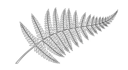 Obraz premium Highly detailed black and white illustration of a single fern frond drawn in a classic vintage botanical engraving line art style.