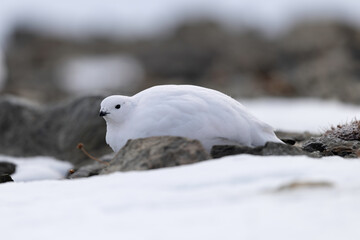 White Rock Ptarmigan (Lagopus muta) Foraging on Snowy Mountain Ground