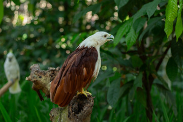 A white-bellied sea eagle perches on a tree branch at a zoo on Lombok Island, Indonesia, on a bright, cool morning.