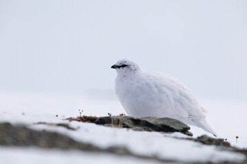 Rock Ptarmigan in Winter Plumage Blending with Snow