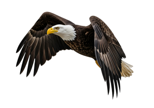 Eagle with transparent PNG background