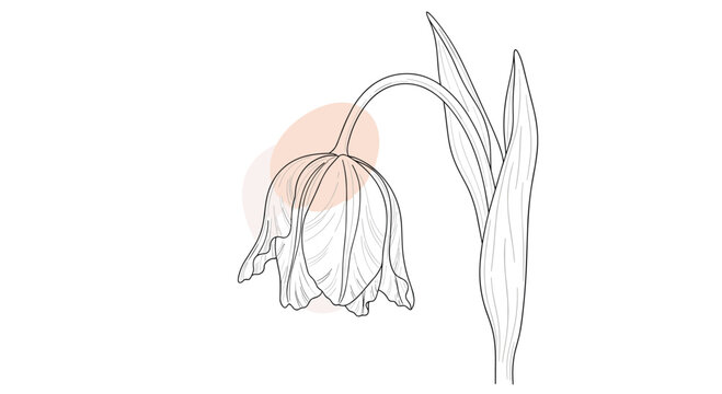 A minimalist and elegant line art illustration of a single drooping tulip flower with leaves against a soft abstract pink shape.