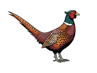 vintage standing position pheasant vector illustration 