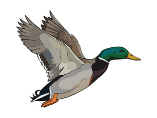mallard flying duck vector illustration, flying duck graphic design