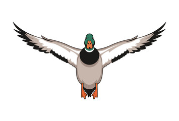 Front View mallard flying duck vector illustration, flying duck graphic design