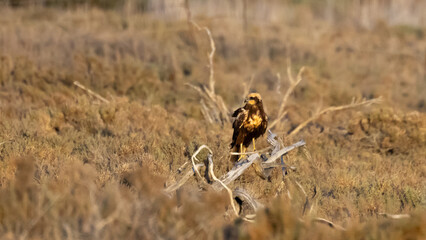 Western Marsh Harrier (Circus aeruginosus) Perched on Dry Wood at Golden Hour