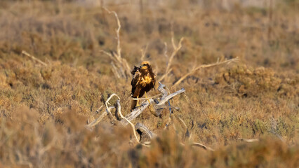 Western Marsh Harrier (Circus aeruginosus) Perched on Dry Wood at Golden Hour
