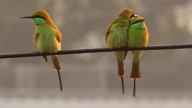 in gir forest and Vibrant Asian Green Bee-eater Perched on Electric Cable on morning time. Chestnut-headed bee-eater bird catches on cable for relax and catching forest insects. four birds together