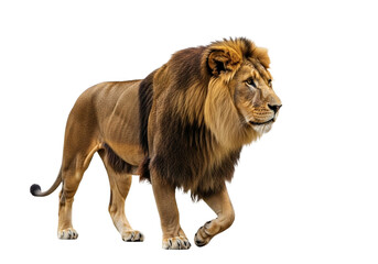 Side view of a Lion walking, looking at the camera, Panthera Leo, 10 years old, isolated on a white transparent background