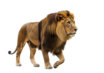Side view of a Lion walking, looking at the camera, Panthera Leo, 10 years old, isolated on a white transparent background
