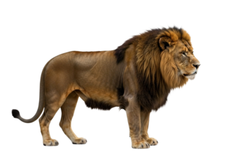 Side view of a Lion walking, looking at the camera, Panthera Leo, 10 years old, isolated on a white transparent background