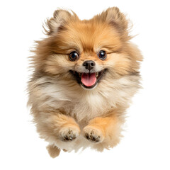Energetic Pomeranian Dog Running Playfully in Action