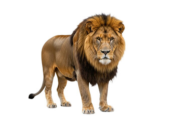 Side view of a Lion walking, looking at the camera, Panthera Leo, 10 years old, isolated on a white transparent background