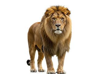 Side view of a Lion walking, looking at the camera, Panthera Leo, 10 years old, isolated on a white transparent background