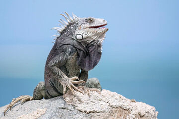 Proud male iguana on a rock with the see on the background