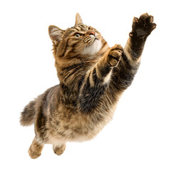 Playful Cat Jumping Indoor with Outstretched Paws - Fun and Energetic Feline Activity