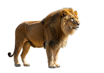 Side view of a Lion walking, looking at the camera, Panthera Leo, 10 years old, isolated on a white transparent background