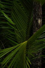 Serra Grande Bahia Authentic Tropical Landscapes Sea Coconut Trees Blue,Authentic landscape photography from Bahia, Brazil featuring the tropical beauty of Itacaré beaches with deep blue ocean