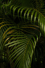 Serra Grande Bahia Authentic Tropical Landscapes Sea Coconut Trees Blue,Authentic landscape photography from Bahia, Brazil featuring the tropical beauty of Itacaré beaches with deep blue ocean