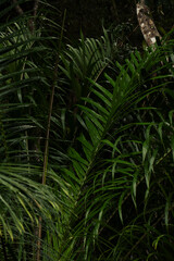 Serra Grande Bahia Authentic Tropical Landscapes Sea Coconut Trees Blue,Authentic landscape photography from Bahia, Brazil featuring the tropical beauty of Itacaré beaches with deep blue ocean