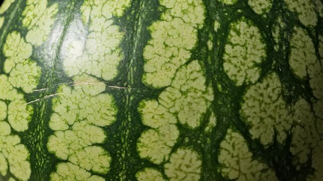 Detailed closeup of moving grasshopper on a watermelon surface in natural light