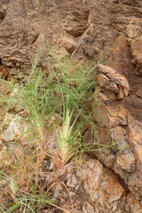 Wilder Fenchel, Foeniculum vulgare gesehen bei einer Wanderung im Hinterland von Almuñécar, Costa Tropical an der Mittelmeerküste von Andalusien in Spanien. Alles an der Pflanze ist essbar