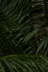 Serra Grande Bahia Authentic Tropical Landscapes Sea Coconut Trees Blue,Authentic landscape photography from Bahia, Brazil featuring the tropical beauty of Itacaré beaches with deep blue ocean