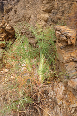 Wilder Fenchel, Foeniculum vulgare gesehen bei einer Wanderung im Hinterland von Almuñécar, Costa Tropical an der Mittelmeerküste von Andalusien in Spanien. Alles an der Pflanze ist essbar