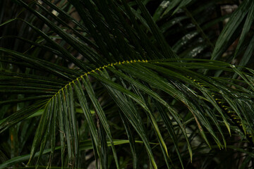 Serra Grande Bahia Authentic Tropical Landscapes Sea Coconut Trees Blue,Authentic landscape photography from Bahia, Brazil featuring the tropical beauty of Itacaré beaches with deep blue ocean