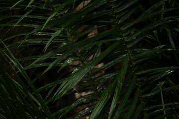 Serra Grande Bahia Authentic Tropical Landscapes Sea Coconut Trees Blue,Authentic landscape photography from Bahia, Brazil featuring the tropical beauty of Itacaré beaches with deep blue ocean