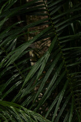 Serra Grande Bahia Authentic Tropical Landscapes Sea Coconut Trees Blue,Authentic landscape photography from Bahia, Brazil featuring the tropical beauty of Itacaré beaches with deep blue ocean