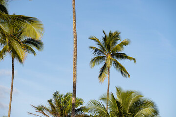 Serra Grande Bahia Authentic Tropical Landscapes Sea Coconut Trees Blue,Authentic landscape photography from Bahia, Brazil featuring the tropical beauty of Itacaré beaches with deep blue ocean
