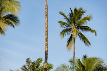 Serra Grande Bahia Authentic Tropical Landscapes Sea Coconut Trees Blue,Authentic landscape photography from Bahia, Brazil featuring the tropical beauty of Itacaré beaches with deep blue ocean