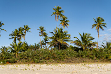 Serra Grande Bahia Authentic Tropical Landscapes Sea Coconut Trees Blue,Authentic landscape photography from Bahia, Brazil featuring the tropical beauty of Itacaré beaches with deep blue ocean