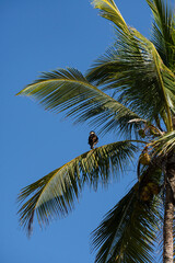 Serra Grande Bahia Authentic Tropical Landscapes Sea Coconut Trees Blue,Authentic landscape photography from Bahia, Brazil featuring the tropical beauty of Itacaré beaches with deep blue ocean