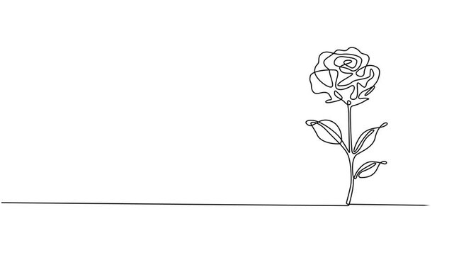 Animated self drawing of continuous line draw rose flower. Full length one line animation. 4K, Animated self drawing of continuous line draw rose flower. Full length one line animation. 4K, Animated