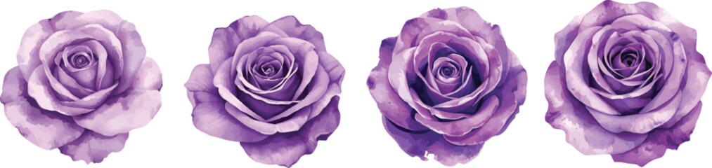 Purple rose watercolor. Violet flower illustration set isolated on white background for wedding design, greeting cards and invitations.