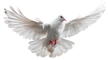 Fototapeta premium A white dove soars through the air its wings fully extended. The sunlight highlights the feathers creating a serene and beautiful scene that captures the essence of freedom.