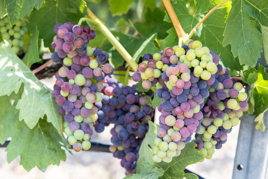 Veraison on ripening grapes in a Spanish vineyard