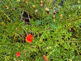 Vibrant orange moss rose bloom surrounded by lush green foliage