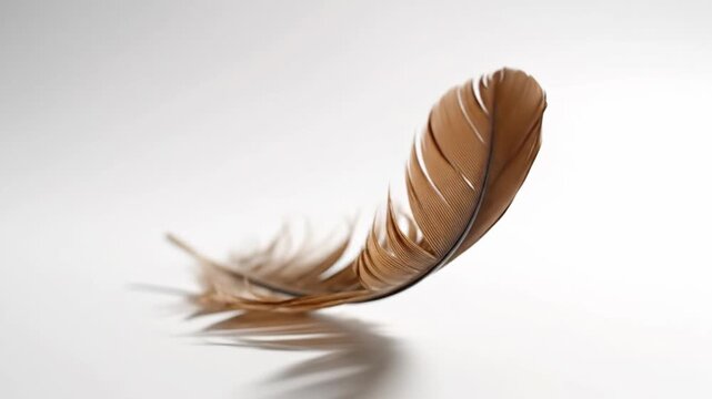 Delicate feather floating with soft shadow on clean bright background isolated concept of lightness
