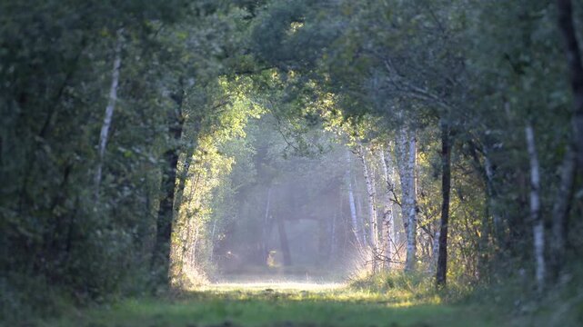 Rays of sun warming the grass in a forest path at sunrise letting plumes of steam rise. Betula sp, Quercus sp, Sologne, Loiret 45, r&eacute;gion Centre Val de Loire, France, European Union, Europe