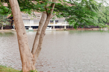Beautiful and quiet lake. A tree on the edge of a tourist lake.