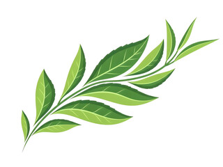 Obraz premium Green leaves illustration for eco design isolated PNG with Transparent Background