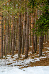 forest in winter