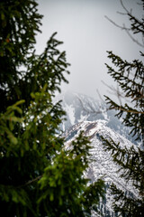 snow covered pine trees