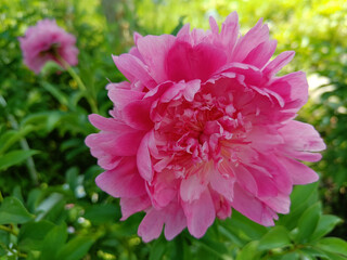 red rose in the dew close up
