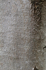 Closeup texture of natural tree bark background. Rough surface of trunk.