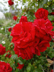 The Fawn peony, pink, macro, close-up
